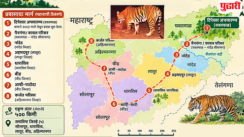 Vidarbha Tiger Marathwada Migration