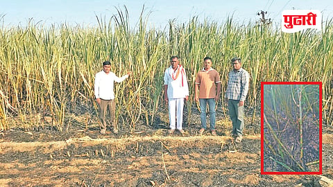 Jalna Sugarcane Fire