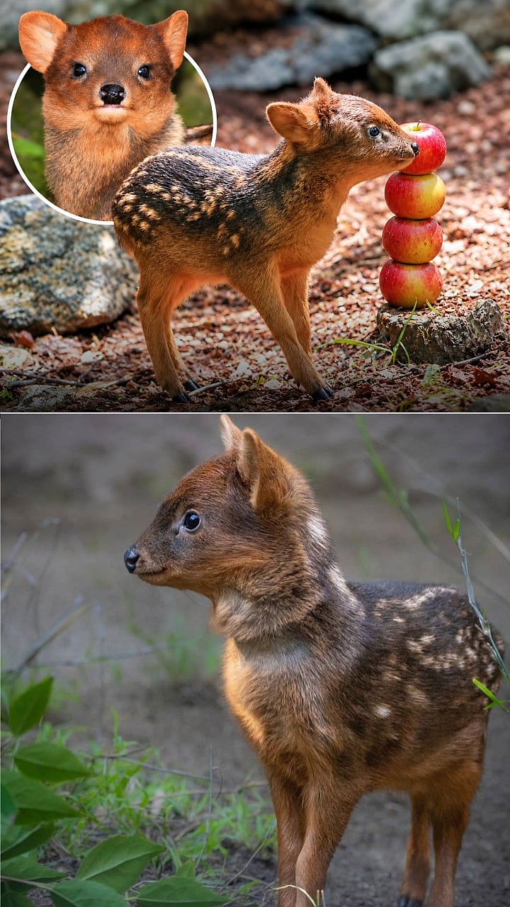 Northern Pudú : चार सफरचंदाच्या उंचीएवढे लहान हरीण, झाडावरही चढण्याची कला!