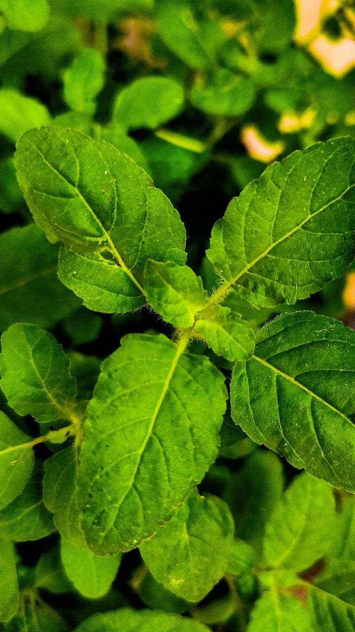 Tulsi Leaves : रोज सकाळी तुळशीची पाने खाल्ल्याने शरीरात काय बदल होतात?
