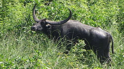 Gadchiroli Kolamarka sanctuary wild buffaloes