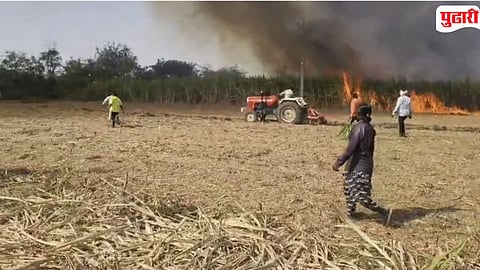 Kalamb Sugarcane Fire
