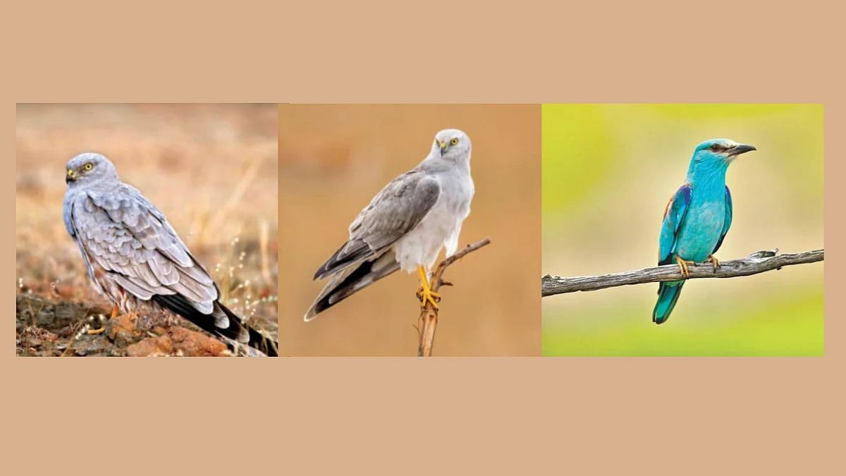 Migratory Birds| कोल्हापुरात आले फॉरेनचे पाहुणे पक्षी!