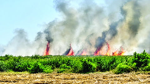Solapur Sugarcane Fire : आष्टे येथे १६ एकर ऊस आगीच्या भक्ष्यस्थानी