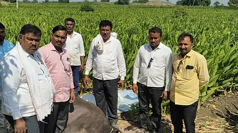 Purna Pangra Buffalo Attack
