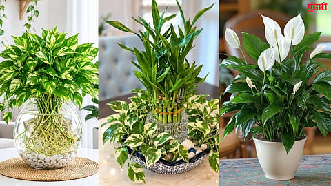  Water Plants for Vastu