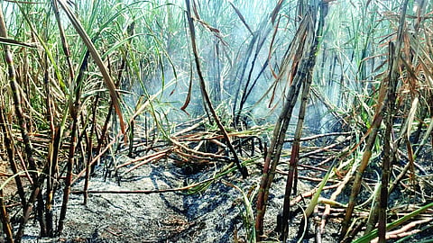 Sangli Sugarcane Fire : आष्ट्यात ४० एकर ऊस जळाला