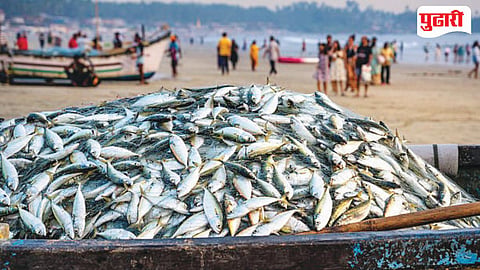 Goa Fish Production 