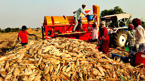 Jalna maize harvesting