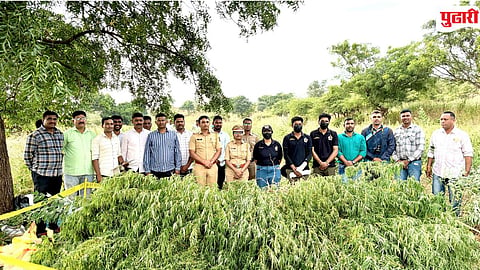 Illegal Cannabis Cultivation