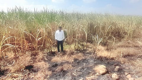Solapur News : पिलीव येथे शॉर्टसर्किटने दीड एकर ऊस जळाला