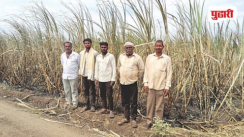 Beed Crop Damage
