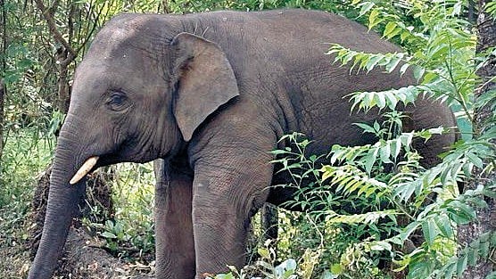 Omkar Elephant : ‘ओंकार’चा डेगवे, पानवळ परिसरात धुमाकूळ