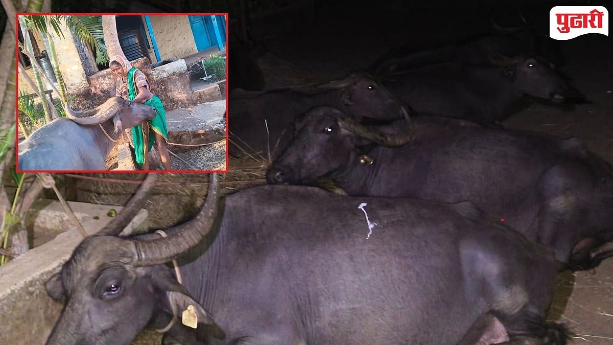 Savarde Kolhapur News | शाहूवाडीत २० किमी भरकटलेल्या म्हशींना सावर्डे खुर्द ...