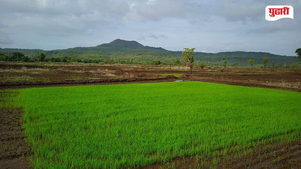 Mangaon Rice Farming: हिरव्या तरव्यावर अस्मानी संकट