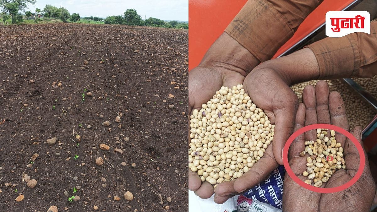 Beed News: महाबीजच्या बियाण्याने शेतकऱ्यांचा घात; उगवण झाली नाही अन् ...