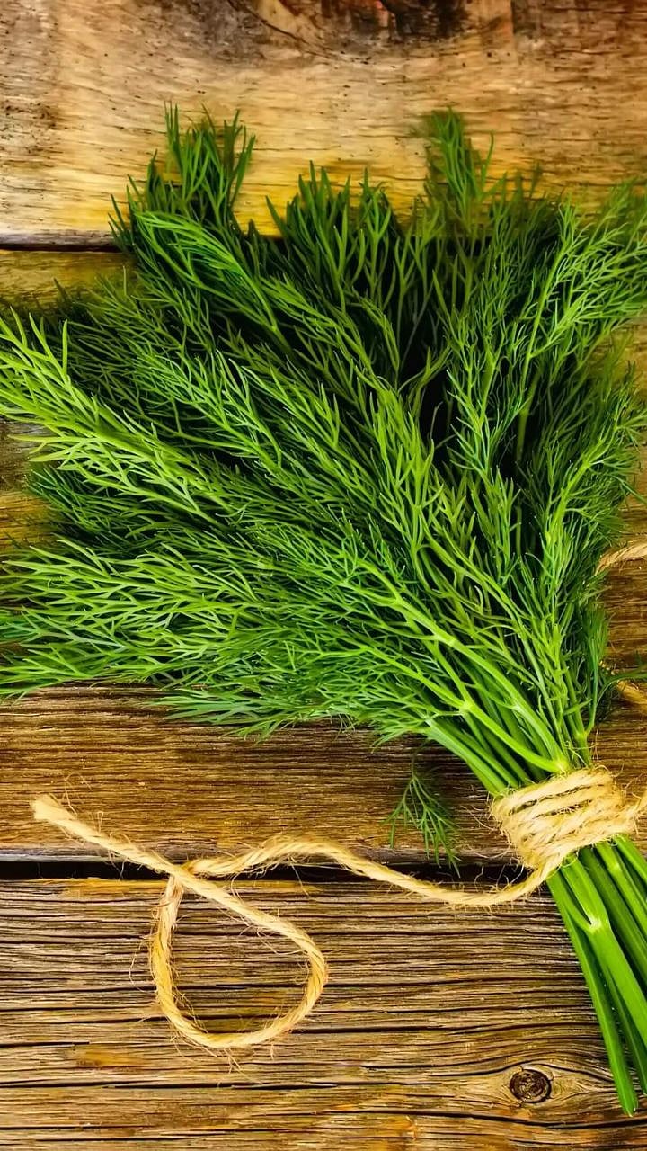 Health Benefits Of Shepu : शेपूची भाजी नावडती? 'हे' ९ औषधी फायदे वाचून रोज आवडीने खाल!