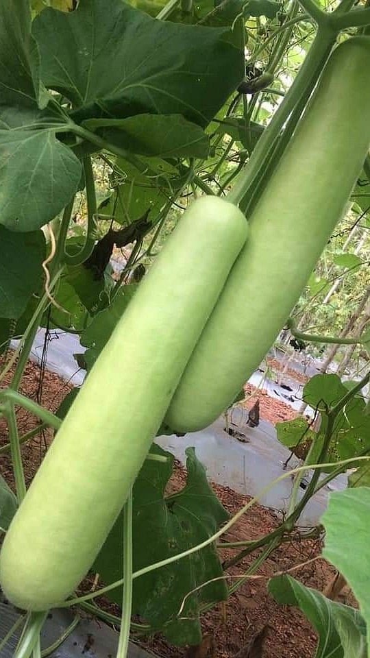 Monsoon Superfoods: 5 Best Vegetables to Eat During the Rainy Season