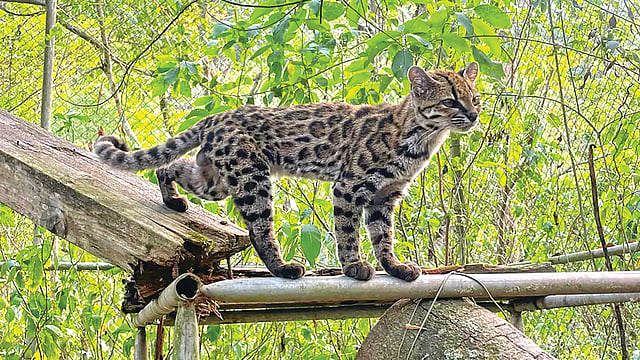 cat-species