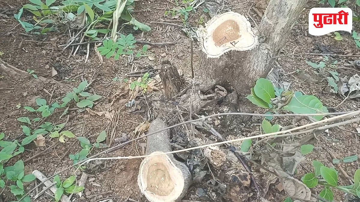 Raigad Illegal Tree Cutting : चाफेवाडी-गावंडवाडीत सागवान वृक्षांची कत्तल