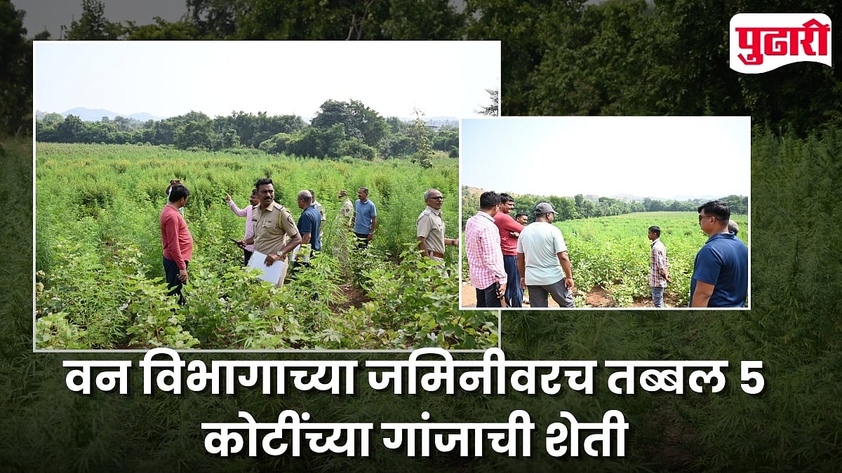 Shirpur Cannabis Seizure: धुळे जिल्ह्यातील शिरपूर तालुक्यात वन ...