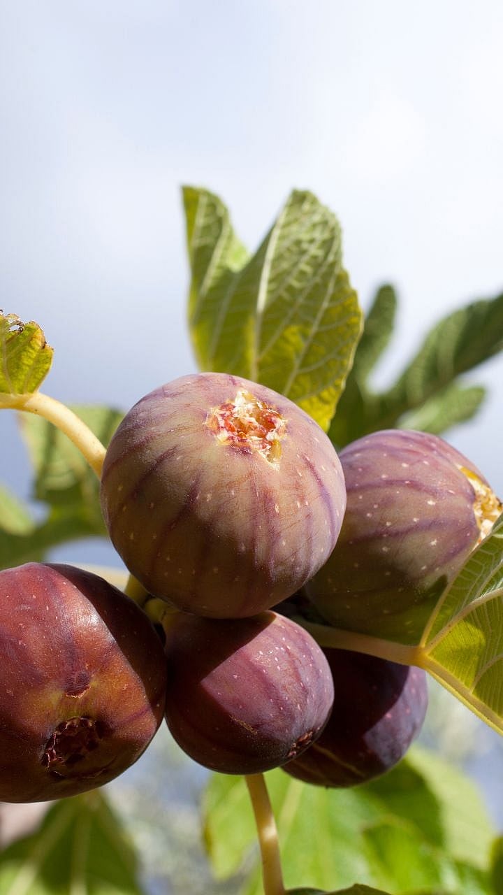 fig  