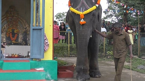 Masini Elephant 