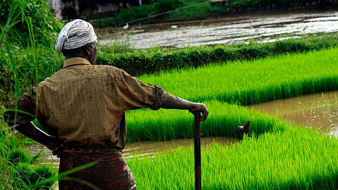 paddy cultivation