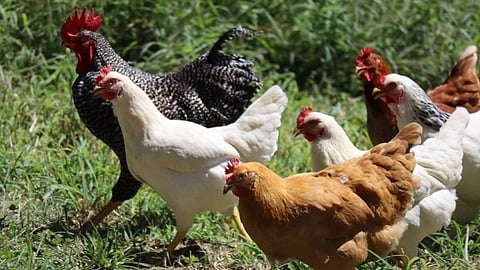 Chicken