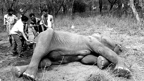Pregnant elephant death - Palacode