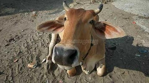 Cow