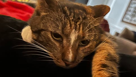 cat