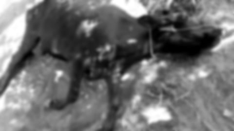 Cow disease, Vedasandur