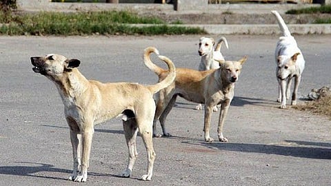 Dog