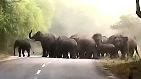 wild elephant