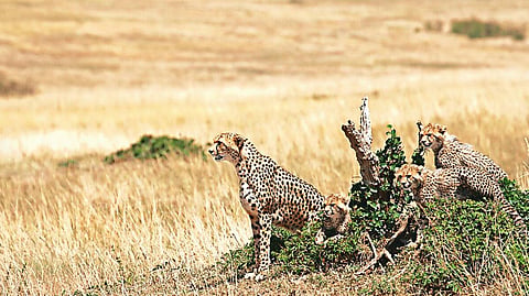 Cheetah 