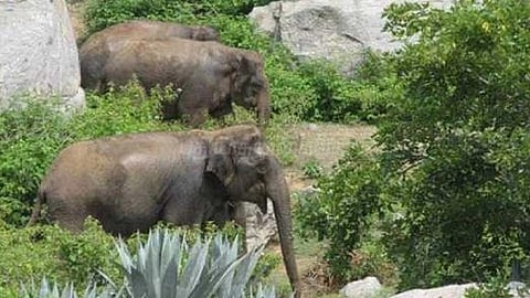 Elephant