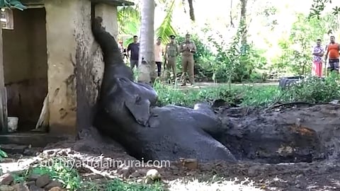 Elephant