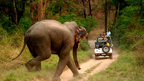 How to Survive an Elephant Attack 