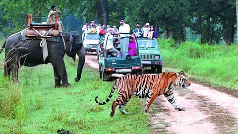 Wildlife Safari 