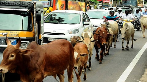 கால்நடைகள் தெருக்களில் சுற்றி திரிவது சரியா? 