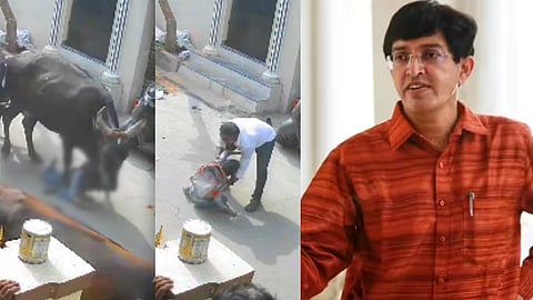 சிறுமியை தூக்கி வீசிய மாடு 