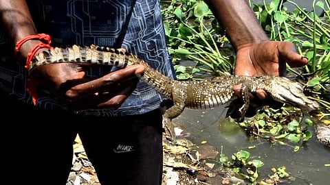 இறந்துகிடந்த முதலை 