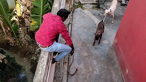 ஆவடியில் பாம்புடன் சண்டையிட்ட நாய்கள்