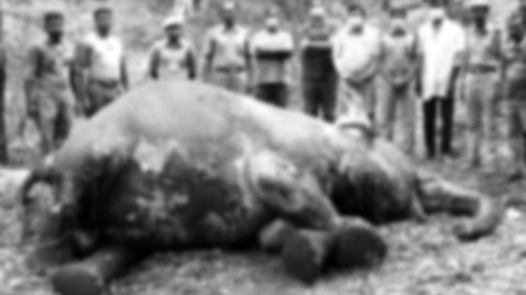wile elephant