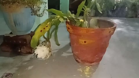 brahma kamalam