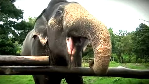 யானை