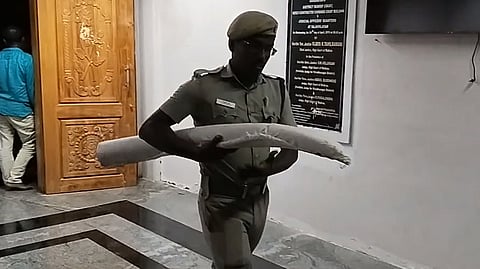 யானை தந்தம்