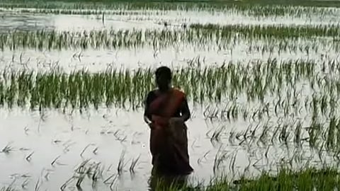 paddy