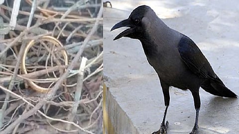தங்க வளையல், காகம்